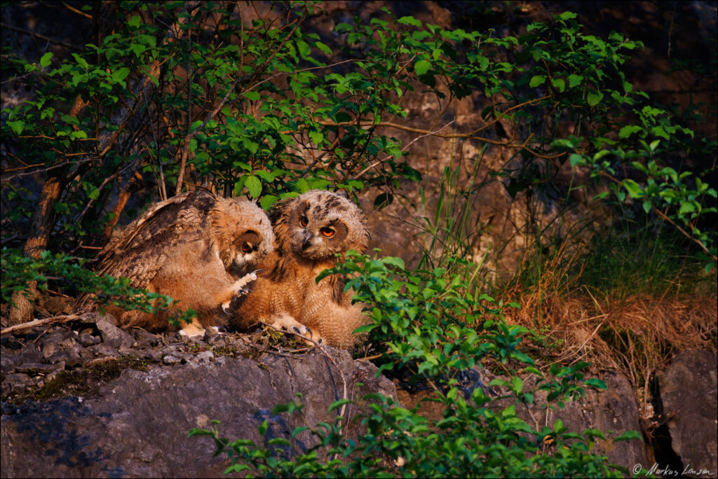 Zwei junge Uhus. Während der eine Greifübungen macht schaut das Geschwisterchen zu