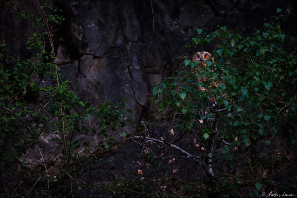 Junger Uhu sitzt in einer Baumkrone in der Nähe der Felswand