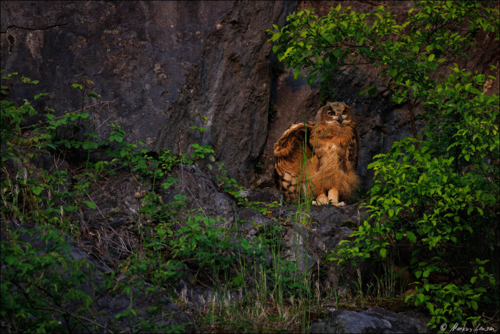 Uhu Nachwuchs sitzt mit leicht abgespreizten Flügeln im Schatten eines Strauches am Steinhang