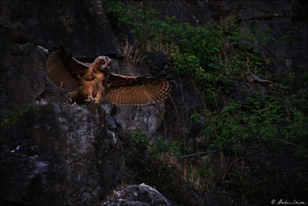 Junguhu mit geöffneten Flügel an einer Felswand