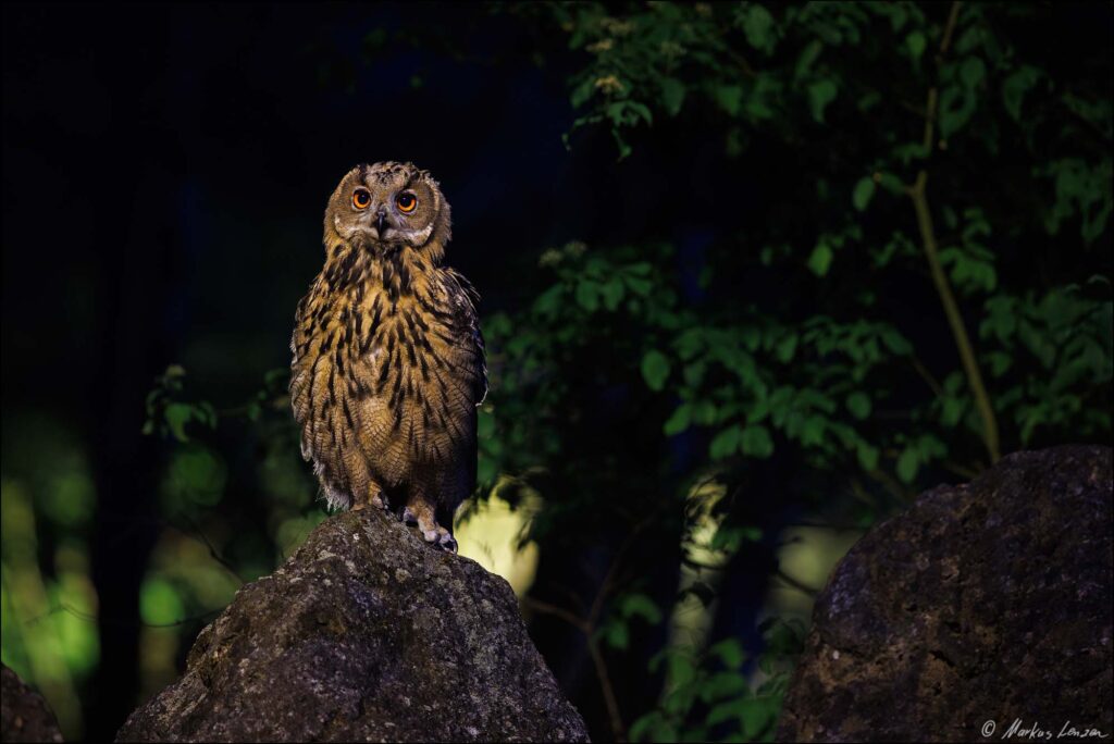 Uhu vor den Stadrandlichtern auf einen einem Stein sitzend