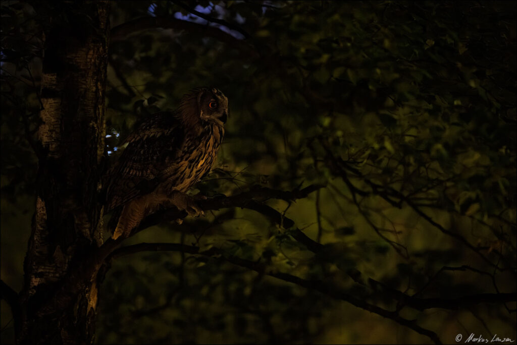 Uhu sitzt im Dunklen in einem Baum und ist kaum zu erkennen. Die Augen leuchten jedoch im reflektierten Restlicht