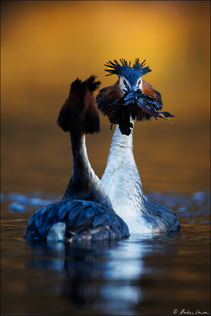 Haubentaucher Paar bei der Balz! Beide stehen sich Brust an Brust gegenüber. Das Männchen hat symbolisch als Brautgeschenk Blätter im Schnabel