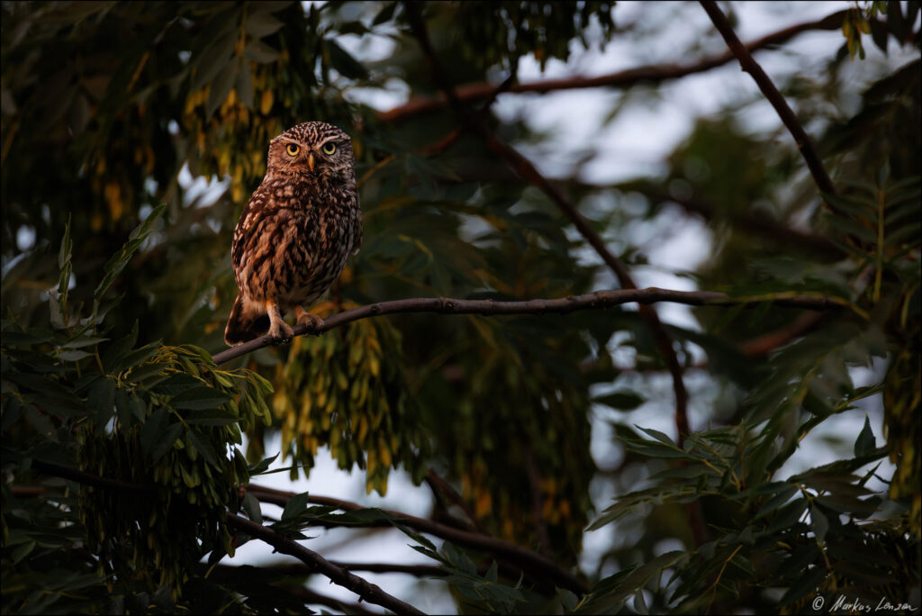 Steinkauz sitzt im letzten Abendlicht im Baum und schaut direkt Richtung Kamera