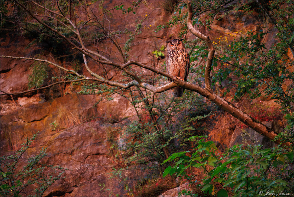Uhu sitzt auf einem kargen aus dem Steinbruch herausragenden Ast