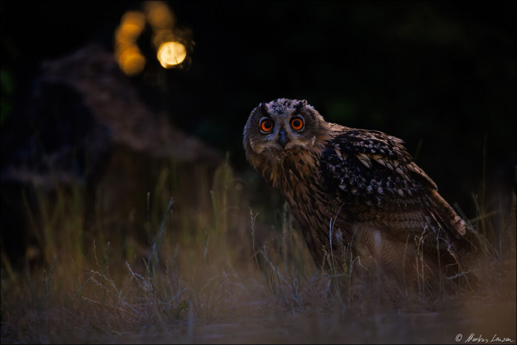 Uhu sitzt unten im Steinbruch im Gras und schaut Richtung Kamera. Im Hintergrund leuchten die Stadtrandlichter