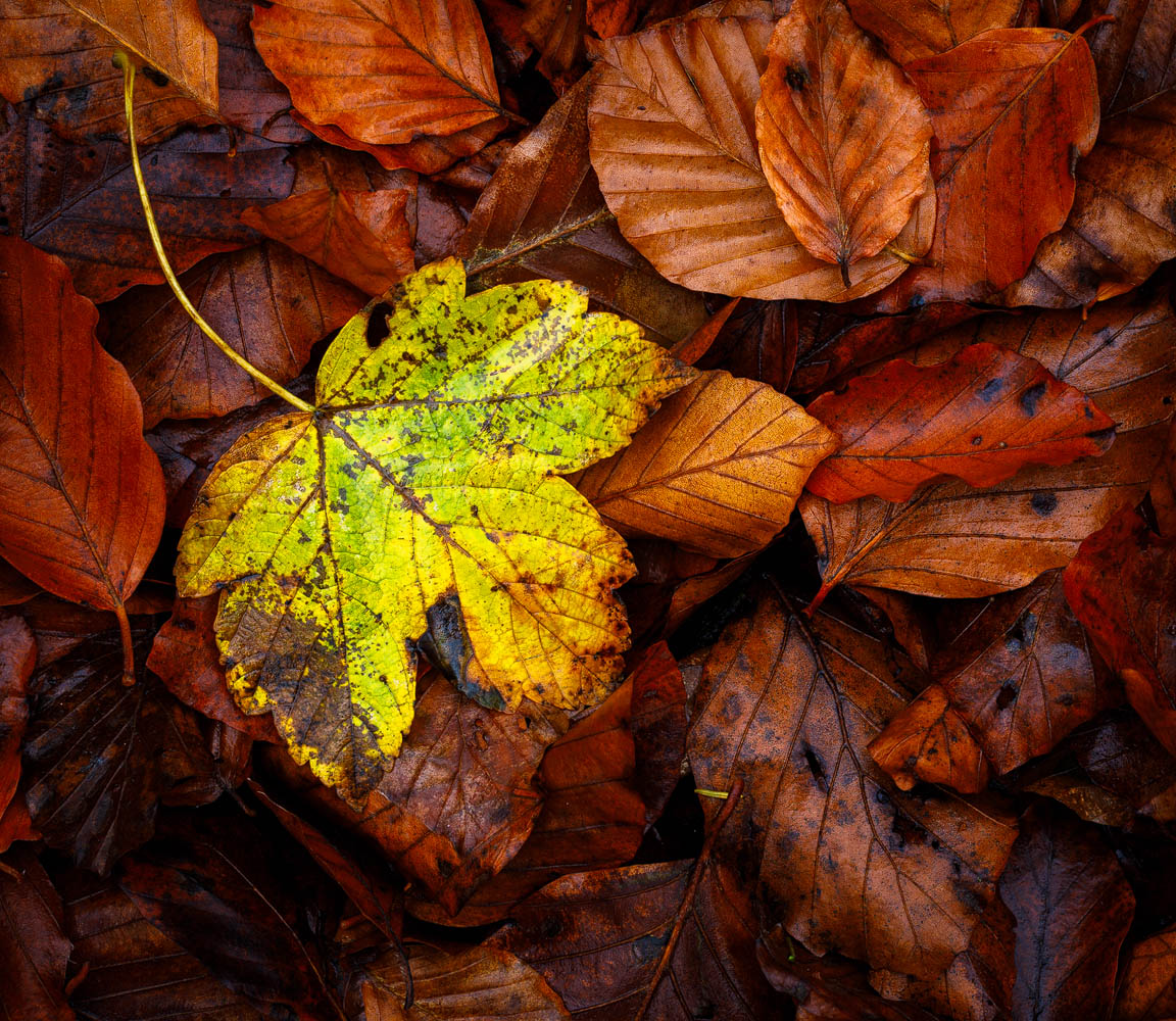 Abstraktes Wandbild aus sich farbig abhebenden Herbstblättern.