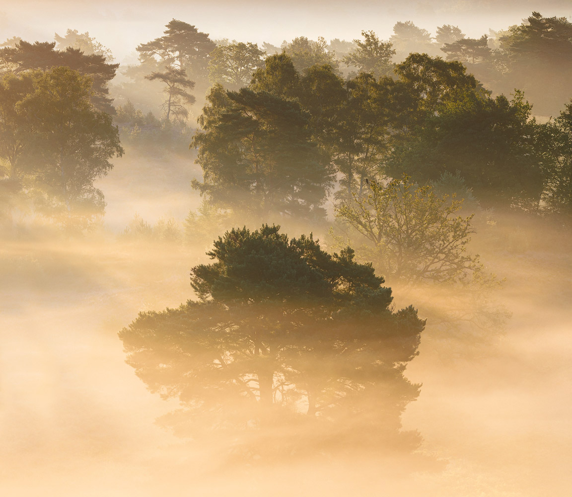 Stimmungsvolles Wandbild mit Nebel über der Brunssumer Heide, welcher im ersten Sonnenlicht erstrahlt.