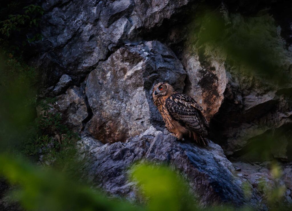 Uhu Alttier sitzt in der Felswand und beobachtet das Umfeld