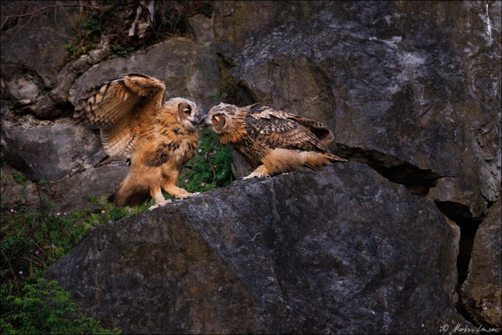 Zwei junge Uhus stehen sich gegenüber und interagieren miteinander