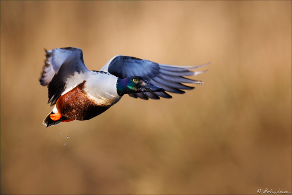 Löffelente im Flug mit einem Lichtspotlight auf dem Auge