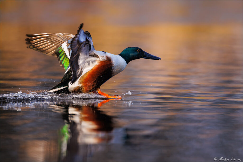 Löffelente streift mir geöffneten Flügeln bei der Landung die Wasseroberfläche.