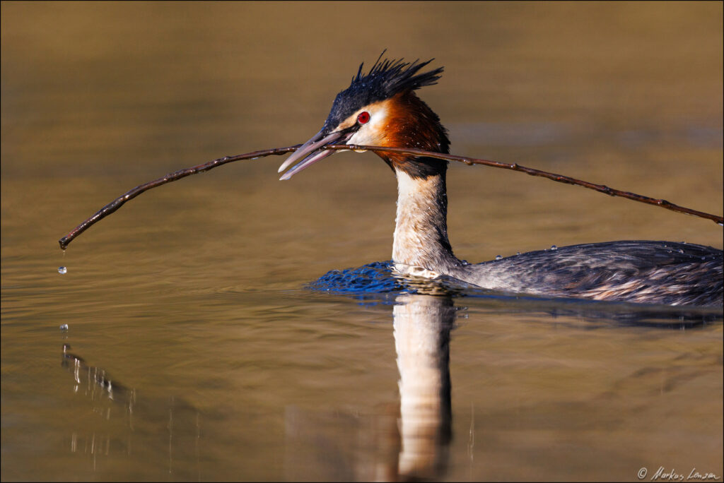 Haubentaucher mit einem Stock für den Nestbau im Schnabel