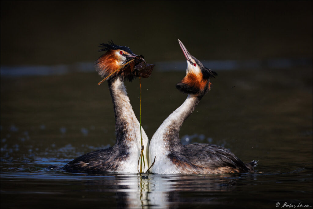 Zwei Haubentaucher stehen sich Brust an Brust beim Balzritual gegenüber. Blätter im Schnabel symbolisieren eine Art Brautgeschenk