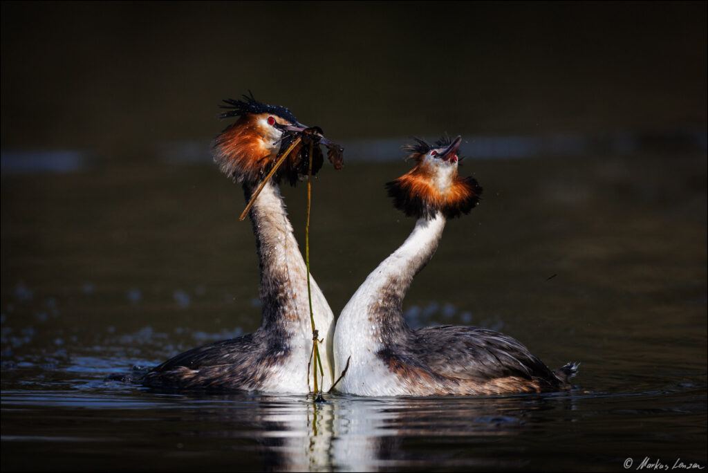 Zwei Haubentaucher stehen sich Brust an Brust beim Balzritual gegenüber. Blätter im Schnabel symbolisieren eine Art Brautgeschenk