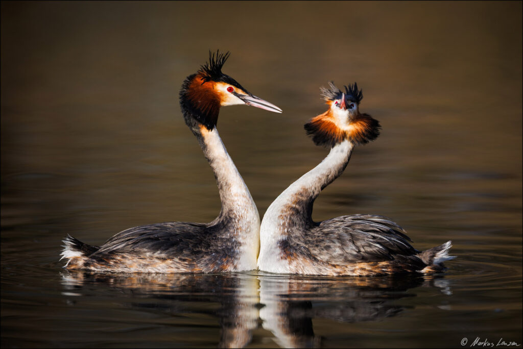 Haubentaucher beim Balzritual