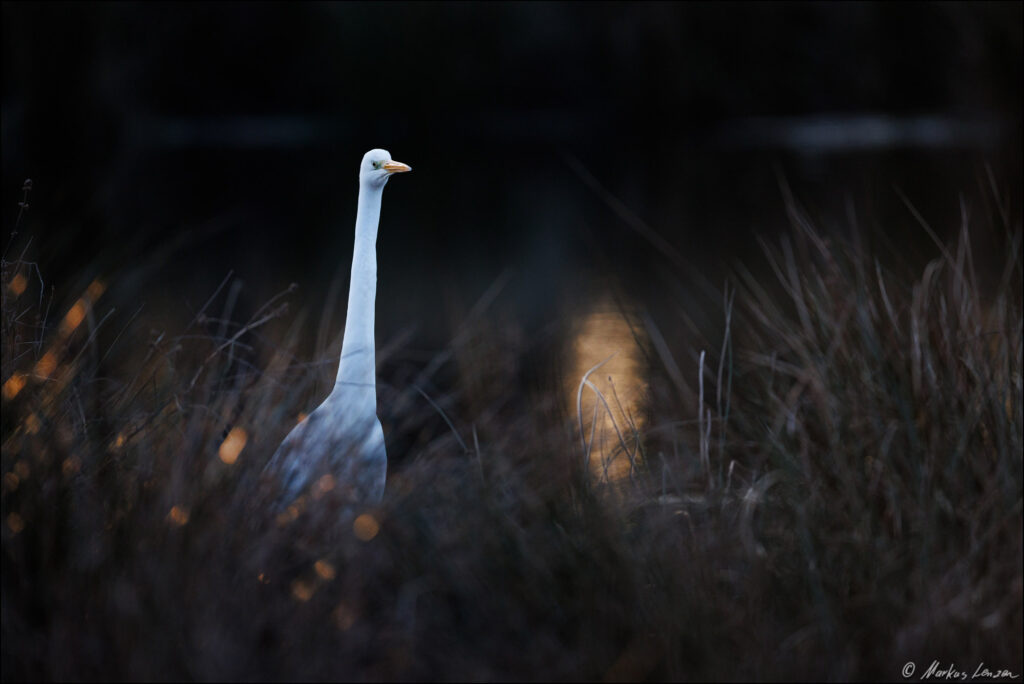 Silberreiher sticht aus einem sehr dunklen Bild durch sein weißes Gefieder hervor