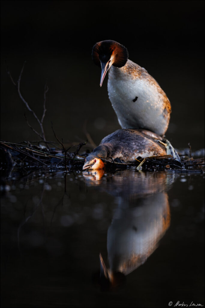 Haubentaucher bei der Paarung. Das Weibchen liegt flach auf dem Nest und das Männchen steigt auf das Weibchen.