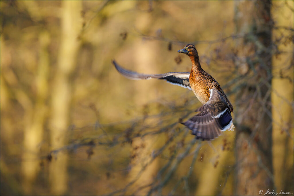 Stockente im Flug bei warmen Abendlicht