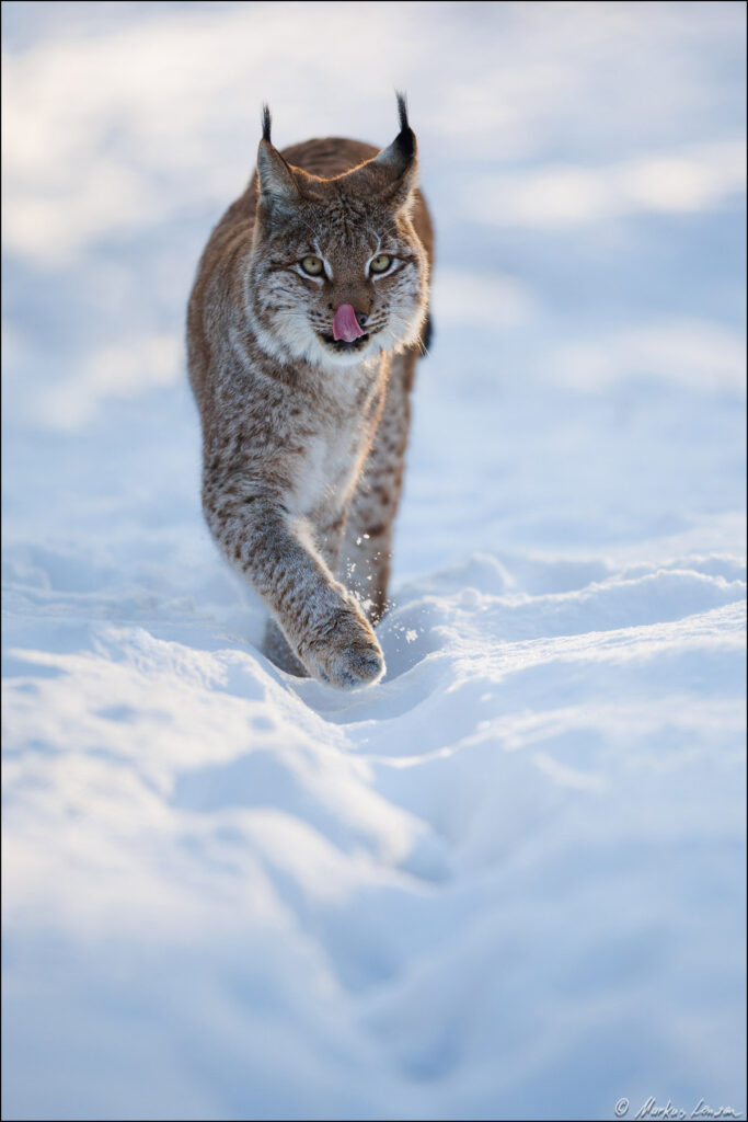 Luchs läuft durch den Schnee direkt auf den Betrachter zu und leckt sich mit der Zunge durchs Gesich