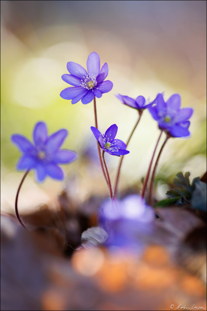 Eine Gruppe von Leberblümchen steht im Frühlingswald. Im Vordergrund bilden sich orange Lichtreflexionen