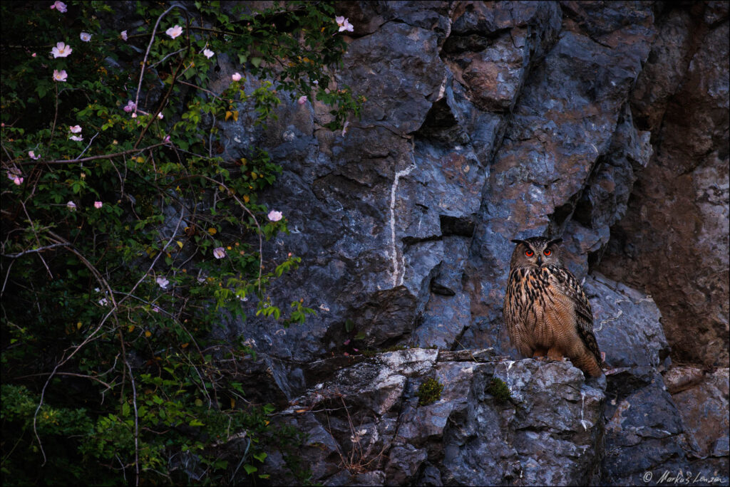 Uhu sitzt im letzten Abendlicht auf einem Steinvorsprung in der Felswand und beobachtet die Umgebung