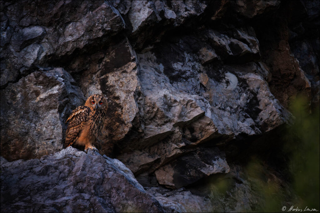 Uhu sitzt im letzten Abendlicht auf einem Steinvorsprung in der Felswand