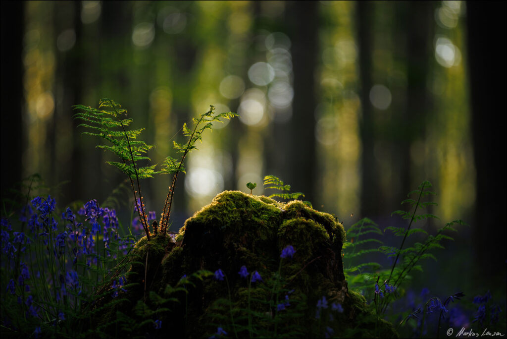 Ein Farn auf einem moosbewachsenen Baumstumpf leuchtet im Abendlicht. Im Umfeld wachsen eine paar Hasenglöckchen