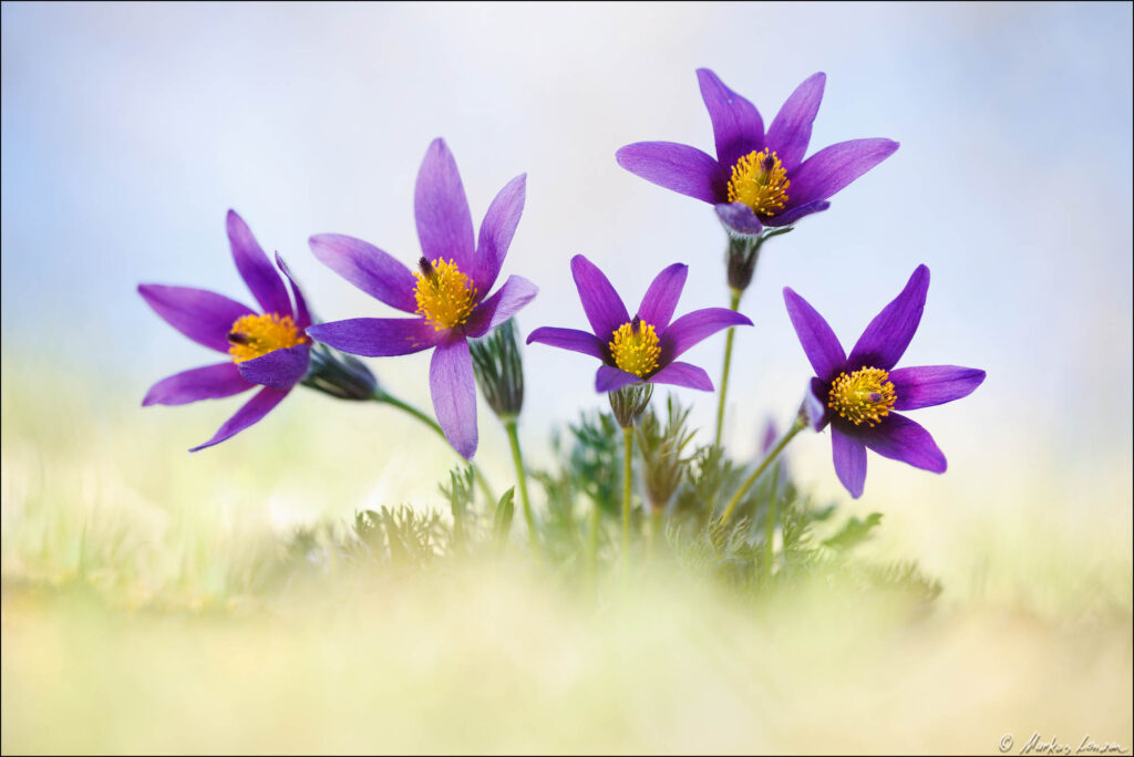 Eine Gruppe von fünf offenen Küchenschellen in der grünen Frühlingswiese