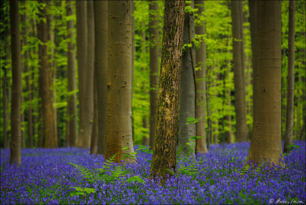 Farne wachsen inmitten von tausenden Hasenglöckchen