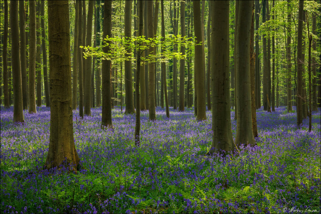 Sonnenlicht streift durch den Wald. Die Bäume tragen ganz frisches saftige grüne Blätter und der Waldboden ist mit tausenden blauen Hasenglöckchen überzogen