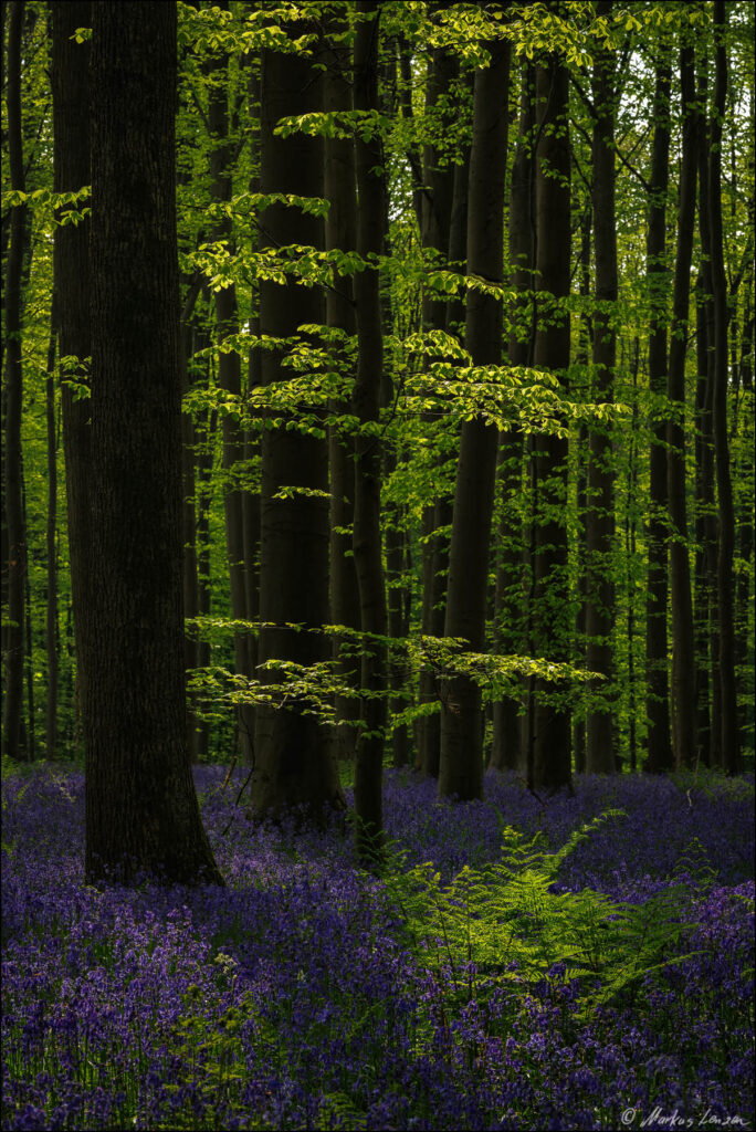 Die grüne Buchenblätter und Farne werden vom Sonnenlicht angeleuchtet. Der Waldboden erstrahlt im blau von tausenden Hasenglöckchen