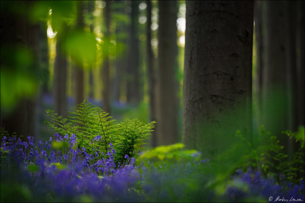 Ein Farn im Wald mit Hasenglöckchen wird vom Abendlicht angestrahlt