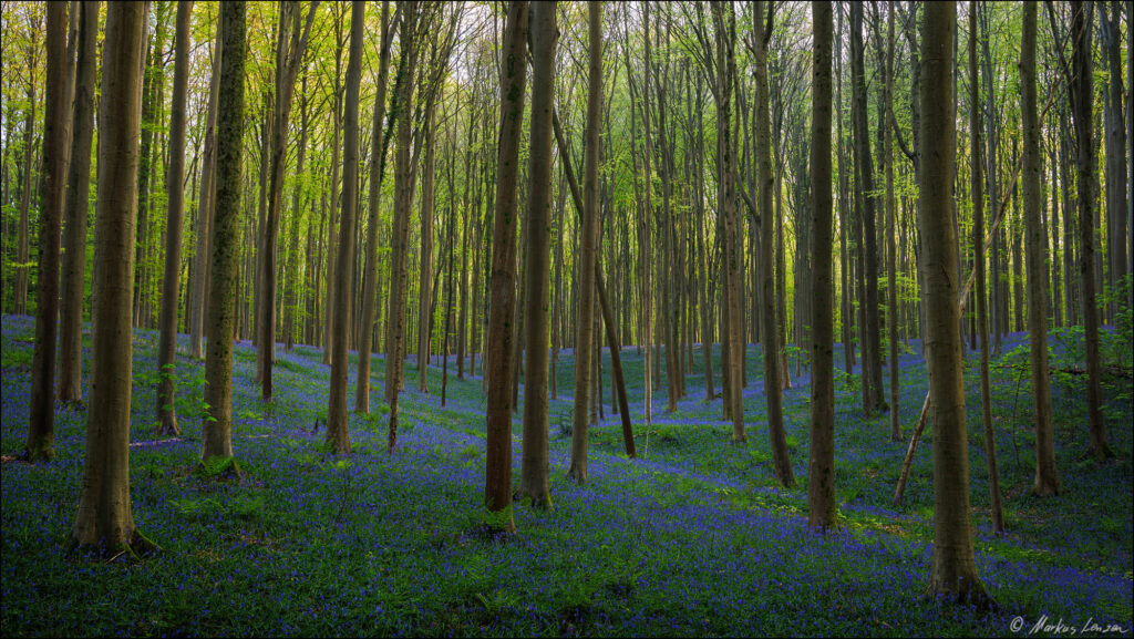 Ausblick in einen Buchenwald indem tausende Hasenglöckchen den Boden in einen blauen Teppich verwandeln