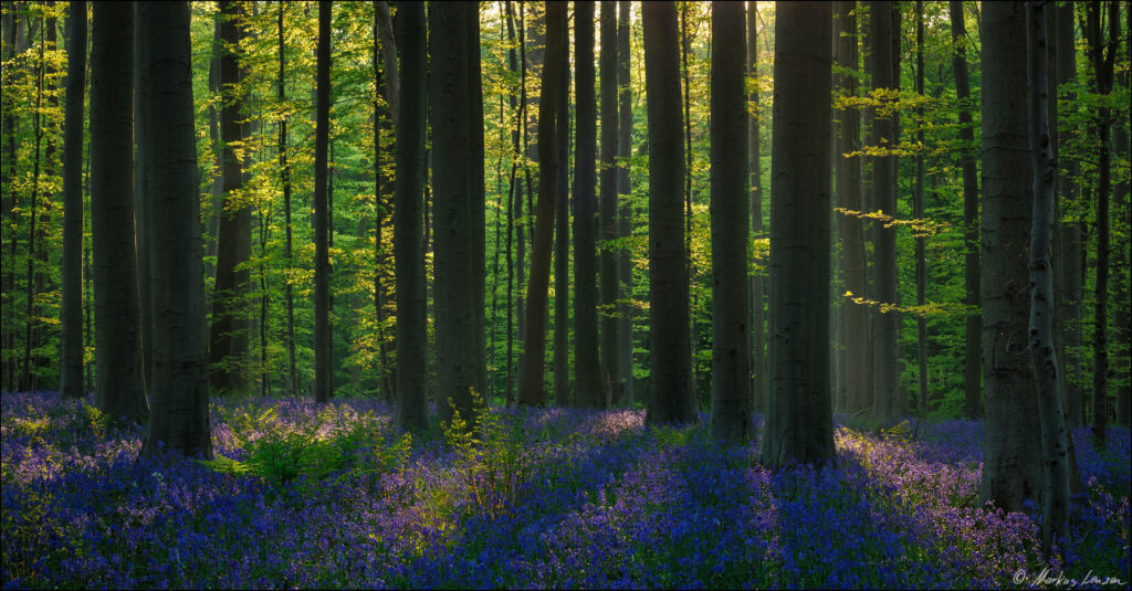 Buchenwald zur Hasenglöckchen Blüte im abendlichen Gegenlicht.