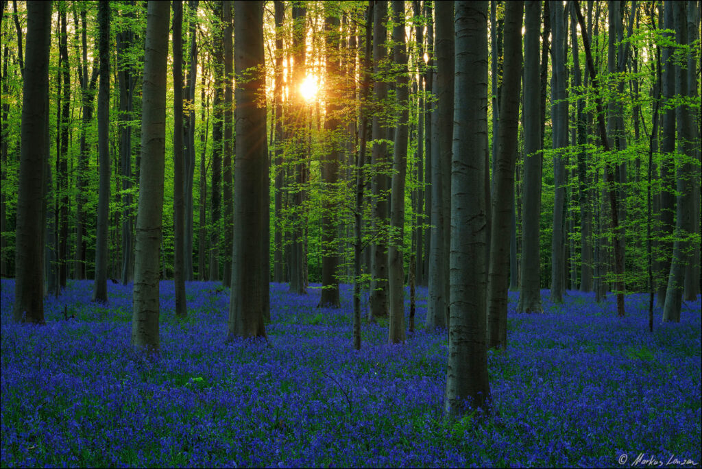 Ein blauer Teppich von tausenden Hasenglöckchen bei untergehender Sonne im Buchenwald