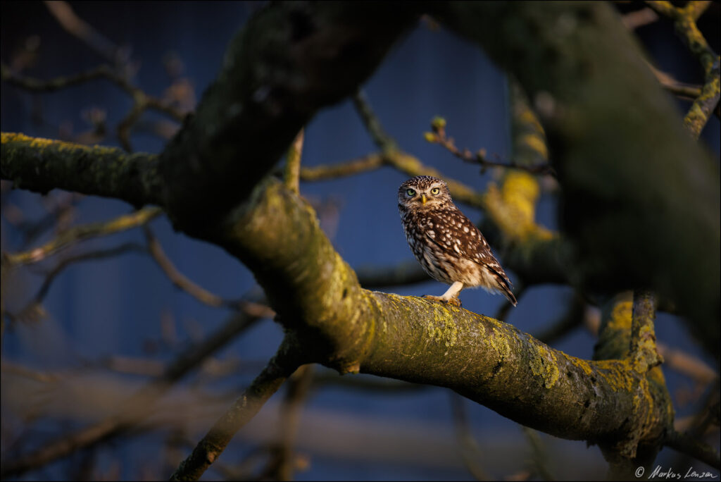 Steinkauz sitzt im letzten Abendlicht in einem Obstbaum und schaut direkt in die Kamera