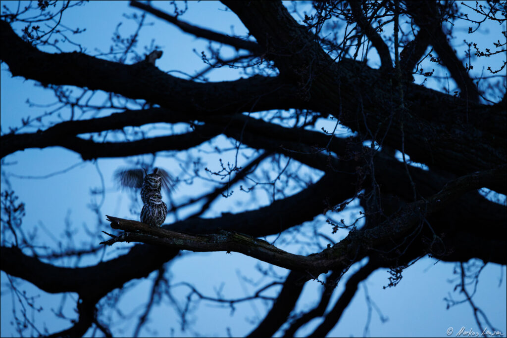 Steinkäuze sitzen auf einander und paaren sich. Der obersitzende hält mit offenen Flügeln die Balance