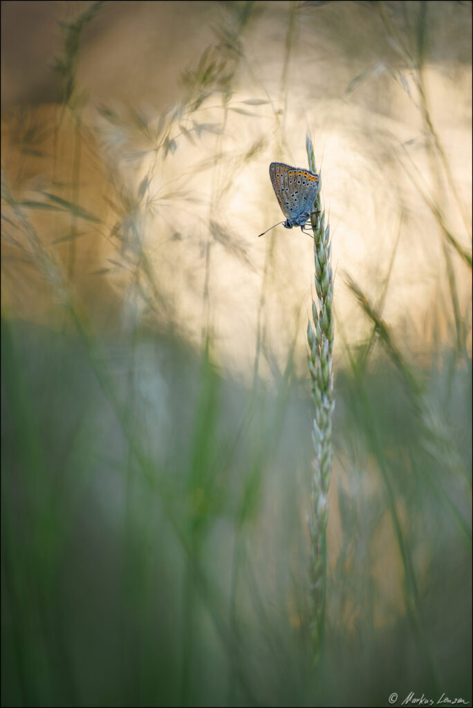 Bläuling sitzt zwischen Gräsern mitten in der Wiese