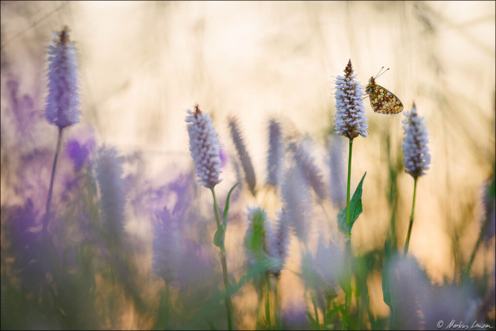 Mädesüß-Perlmuttfalter sitzt auf dem Schlangen-Knöterich mitten in der Wiese