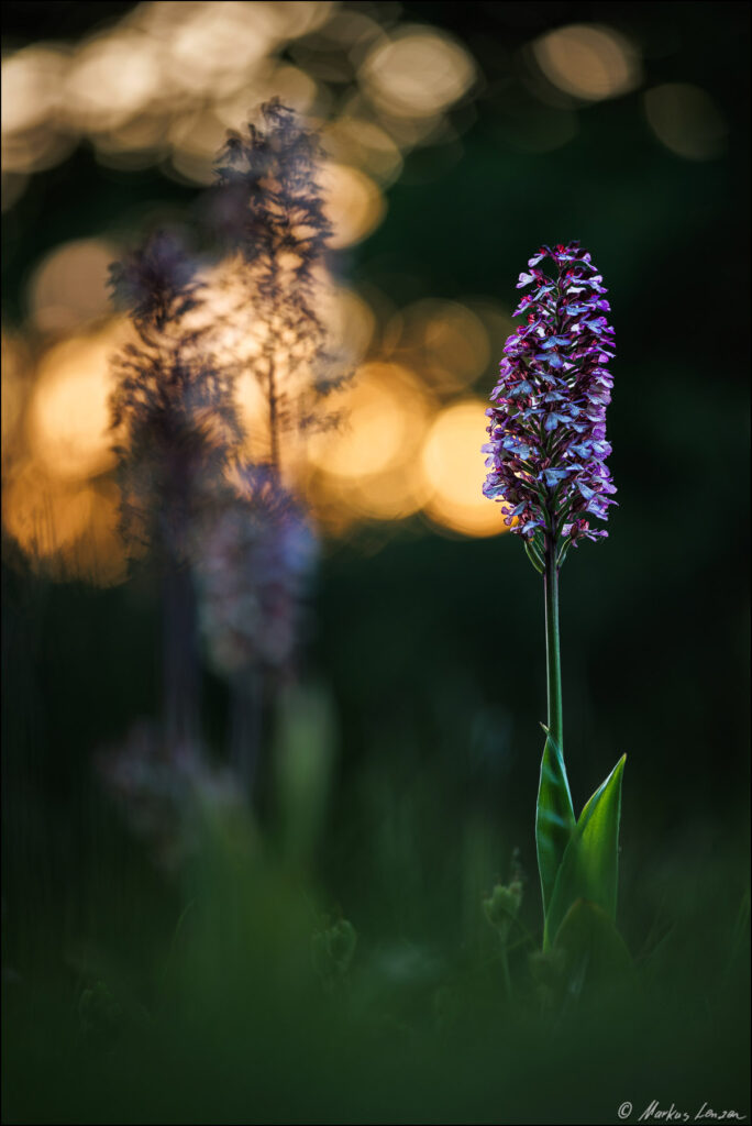 Purpur-Knabenkraut vor einem dunklen Hintergrund wo das Abendrot durch die Bokehkreise durchschimmert