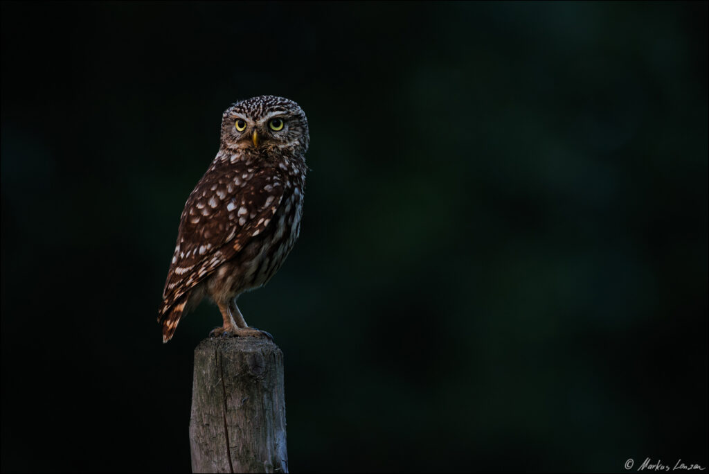 Steinkauz sitzt im letzten Abendlicht auf einem Weidepfahl und beobachtet die Umgebung.