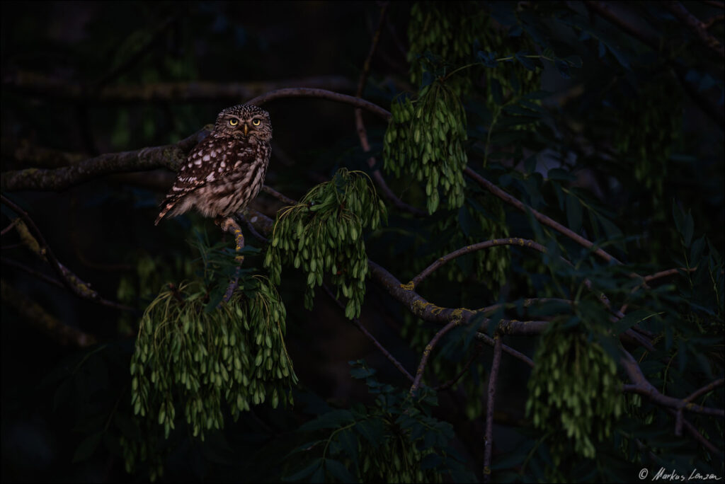 Steinkauz sitzt im letzten weichen Abendlicht in der Esche