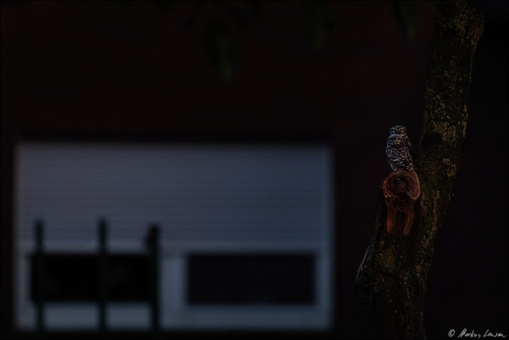 Steinkauz mit Jungtier in der Obstwiese hinter dem Bauernhof