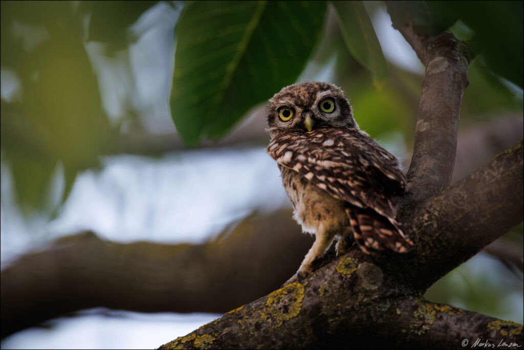 Steinkauz Ästling sitzt im Obstbaum und schaut direkt Richtung Kamera