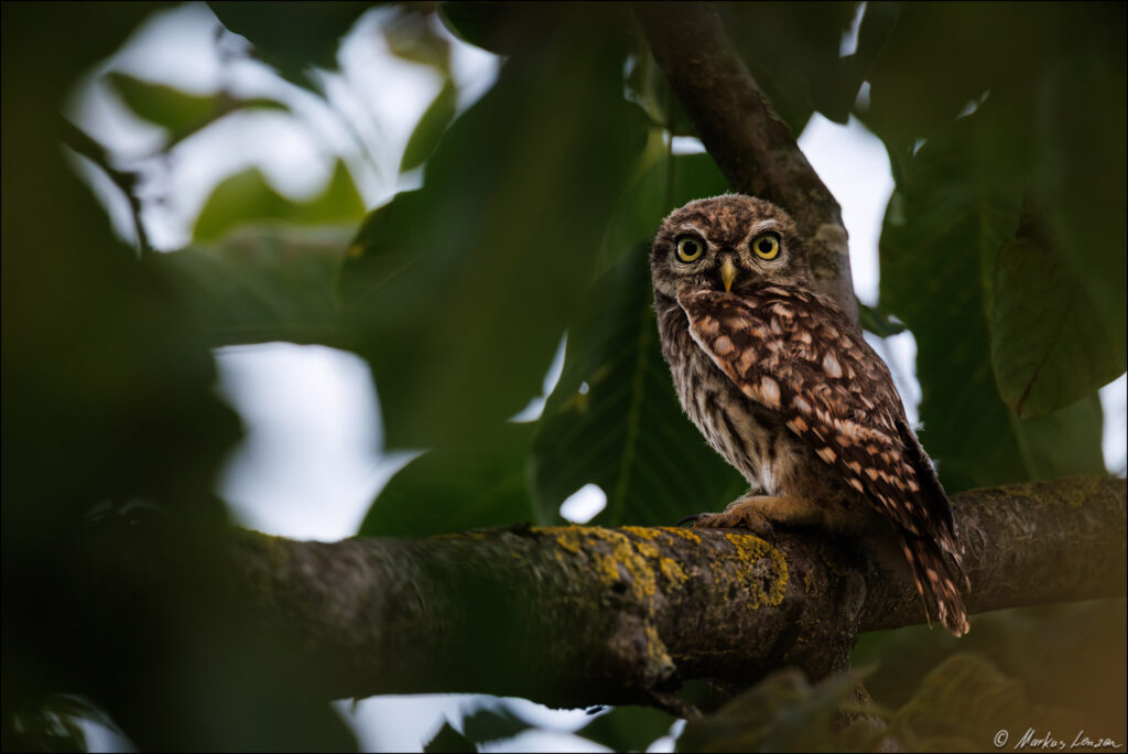 Steinkauz Ästling sitzt im Obstbaum und schaut direkt Richtung Kamera