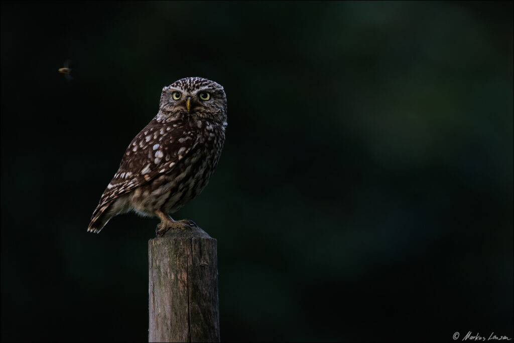 Steinkauz sitzt auf einem Weidepfahl und fokussiert sich auf ein Insekt, das nah an ihm vorbeifliegt.