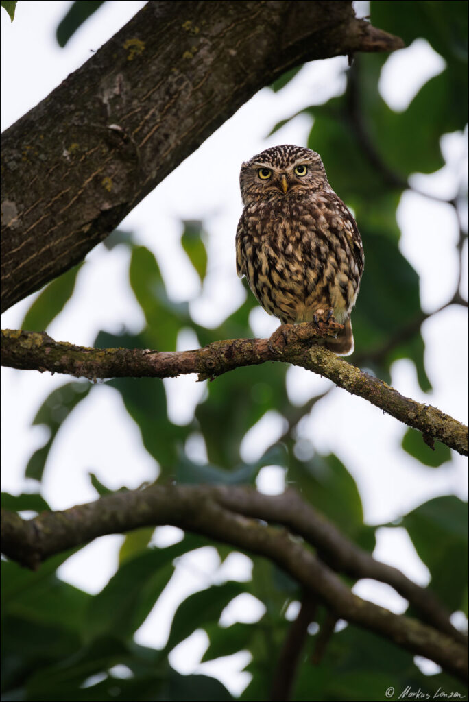 Steinkauz sitz auf einem Ast im Baum