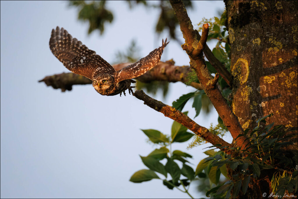 Steinkauz startet vom seiner Ansitzwarte