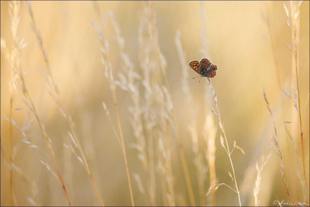 Brauner Feuerfalter sitzt mit offenen Flügeln in der Wiese